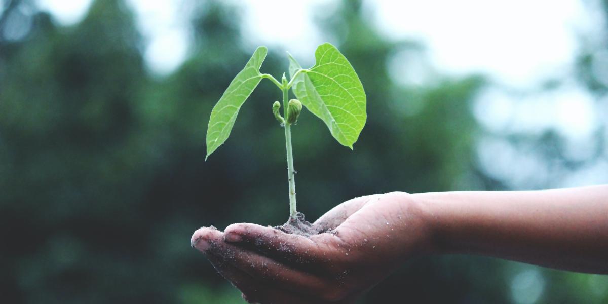 A hand holding a flower seedling