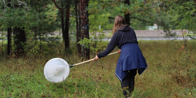 Bioblitz-osallistuja havainnoi haavin kanssa. 