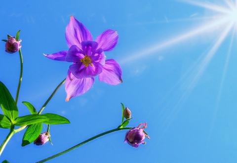 kesäkukka, sinitaivas ja auringonsäteitä