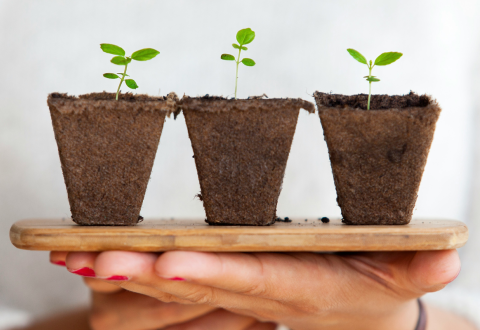 Illustration: Hand is holding a wooden board with three small plants.aa pieni vihreä taimi valkoista taustaa vasten.