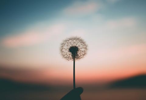 A person a holding dandelion flower.